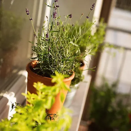Garden 公寓